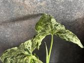Syngonium Podophyllum Mottled - nuotraukos Nr. 2