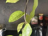 Hoya Polistachia - nuotraukos Nr. 2