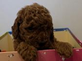 Toy/nykštukiniai pudeliukai su Lkd/fci dokumentais - nuotraukos Nr. 8