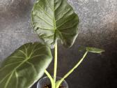 Alocasia Regal Shields - nuotraukos Nr. 2