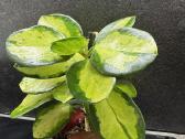 Hoya Australis Lisa - nuotraukos Nr. 2