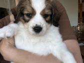 Nyderlandų spanieliai / Kooikerhondje - nuotraukos Nr. 2