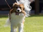 Nyderlandų spanieliai / Kooikerhondje - nuotraukos Nr. 3