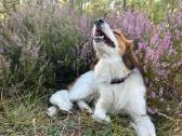 Nyderlandų spanieliai / Kooikerhondje - nuotraukos Nr. 4