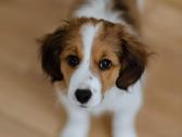 Nyderlandų spanieliai / Kooikerhondje - nuotraukos Nr. 6