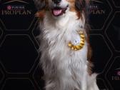 Nyderlandų spanieliai / Kooikerhondje - nuotraukos Nr. 7