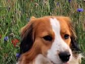 Nyderlandų spanieliai / Kooikerhondje - nuotraukos Nr. 8