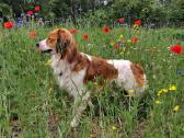 Nyderlandų spanieliai / Kooikerhondje - nuotraukos Nr. 9