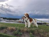 Nyderlandų spanieliai / Kooikerhondje - nuotraukos Nr. 10