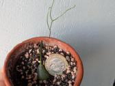 Sukulentai ceropegia, gasteria, haworthia ir kiti - nuotraukos Nr. 7