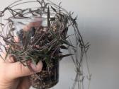 Sukulentai ceropegia, gasteria, haworthia ir kiti - nuotraukos Nr. 8