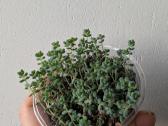 Sukulentai ceropegia, gasteria, haworthia ir kiti - nuotraukos Nr. 9