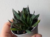Sukulentai ceropegia, gasteria, haworthia ir kiti - nuotraukos Nr. 10