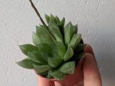 Sukulentai ceropegia, gasteria, haworthia ir kiti - nuotraukos Nr. 11