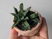 Sukulentai ceropegia, gasteria, haworthia ir kiti - nuotraukos Nr. 12