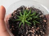Sukulentai ceropegia, gasteria, haworthia ir kiti - nuotraukos Nr. 13