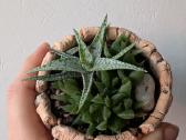 Sukulentai ceropegia, gasteria, haworthia ir kiti - nuotraukos Nr. 14
