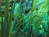 Akvariumas su filtru - nuotraukos Nr. 2