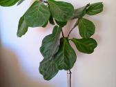 Vazoninis lyralapis fikusas - nuotraukos Nr. 3