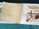 Antikvarinis alyvmedžio albumas Jerusalem su gėlė - nuotraukos Nr. 9