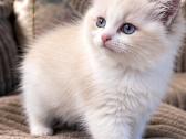 Ragdoll kačiukai (Skudurinės lėlės) Regdolai - nuotraukos Nr. 2