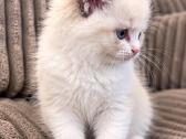 Ragdoll kačiukai (Skudurinės lėlės) Regdolai - nuotraukos Nr. 4