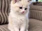 Ragdoll kačiukai (Skudurinės lėlės) Regdolai - nuotraukos Nr. 5