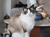 Ragdoll kačiukai (Skudurinės lėlės) Regdolai - nuotraukos Nr. 7