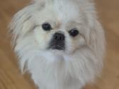 Baltas pekinukas - nuotraukos Nr. 4