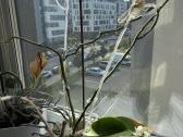 Dovanoju orchidėjas - nuotraukos Nr. 2