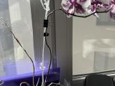 Dovanoju orchidėjas - nuotraukos Nr. 3