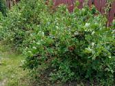 Parduodamas žemės sklypas - nuotraukos Nr. 15