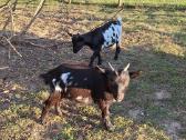 Mini olandų ožkyčių šeimyna - nuotraukos Nr. 4