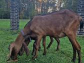 Parduodama Anglų Nubija su vaiku - nuotraukos Nr. 7