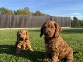Cockapoo keturi berniukai - nuotraukos Nr. 2