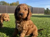 Cockapoo keturi berniukai - nuotraukos Nr. 3