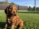 Cockapoo keturi berniukai - nuotraukos Nr. 4
