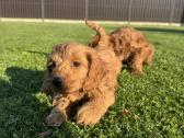 Cockapoo paskutinis berniukas - nuotraukos Nr. 3