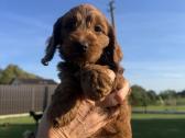 Cockapoo keturi berniukai - nuotraukos Nr. 6