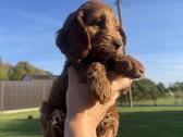 Cockapoo paskutinis berniukas - nuotraukos Nr. 4