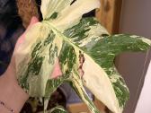 Monstera variegata - nuotraukos Nr. 2