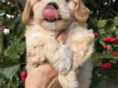Maltipoo berniukas pasiruošęs vykti į naujus namus - nuotraukos Nr. 2