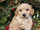 Maltipoo berniukas pasiruošęs vykti į naujus namus - nuotraukos Nr. 3