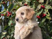 Maltipoo berniukas pasiruošęs vykti į naujus namus - nuotraukos Nr. 4