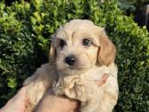 Maltipoo šuniukai pasiruošę vykti į naujus namus - nuotraukos Nr. 9