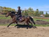 4.5m kastratas setas - nuotraukos Nr. 2