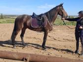 4.5m kastratas - nuotraukos Nr. 8