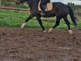 7m kumele - nuotraukos Nr. 6