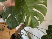 Augalas Monstera Thai Constellation Variegata - nuotraukos Nr. 2