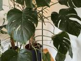 Augalas Monstera Thai Constellation Variegata - nuotraukos Nr. 3